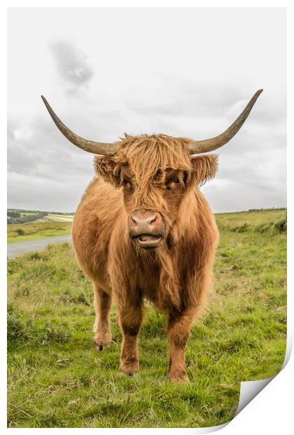 Dartmoor Highland Cattle Print by Images of Devon