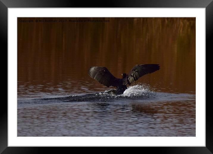 Cormorant landing in the lake @ Ham Wall Meare.  Framed Mounted Print by Will Badman