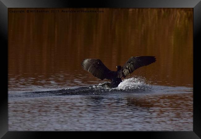 Cormorant landing in the lake @ Ham Wall Meare.  Framed Print by Will Badman