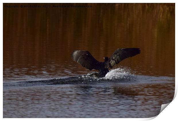 Cormorant landing in the lake @ Ham Wall Meare.  Print by Will Badman