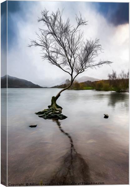 Lone Tree Llanberis Lake Canvas Print by Adrian Evans