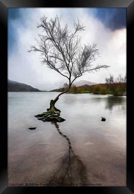 Lone Tree Llanberis Lake Framed Print by Adrian Evans