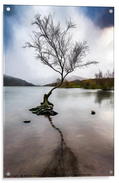 Lone Tree Llanberis Lake Acrylic by Adrian Evans