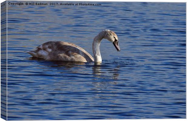 Swan on the lake at Ham Wall Nature Reserve Meare Canvas Print by Will Badman