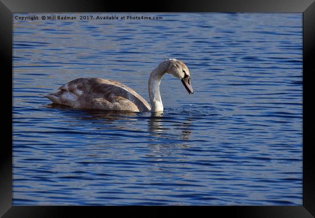 Swan on the lake at Ham Wall Nature Reserve Meare Framed Print by Will Badman