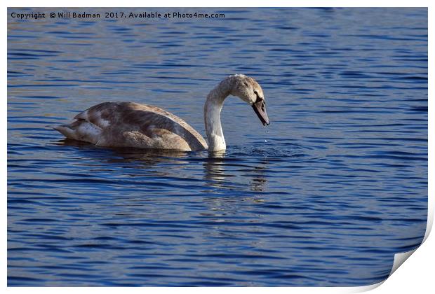 Swan on the lake at Ham Wall Nature Reserve Meare Print by Will Badman
