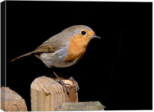 Robin Canvas Print by Mike Rockey