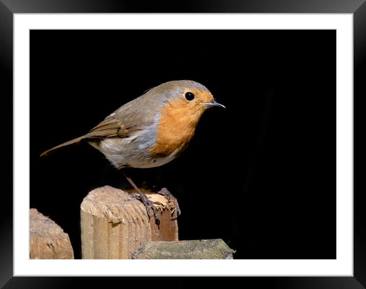 Robin Framed Mounted Print by Mike Rockey