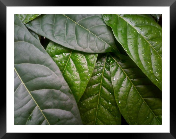 Shades of green leaves after the rain. Framed Mounted Print by John Torr