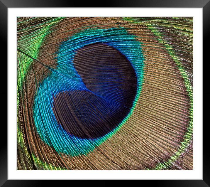 Peacock bird feather background  Framed Mounted Print by Thomas Baker