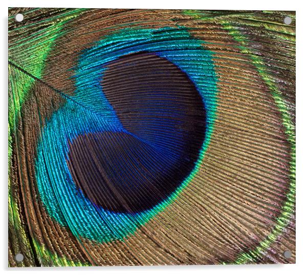 Peacock bird feather background  Acrylic by Thomas Baker