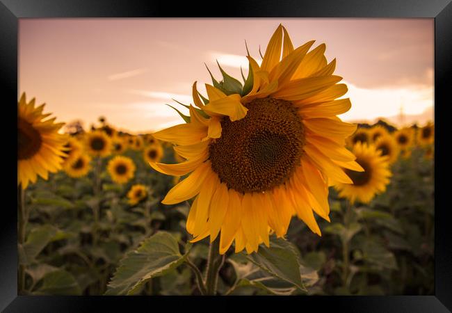 Sunflower Framed Print by Neal P