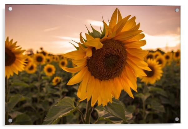 Sunflower Acrylic by Neal P