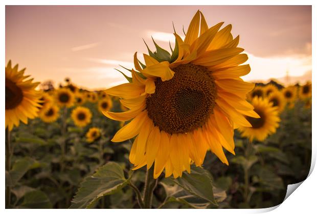 Sunflower Print by Neal P