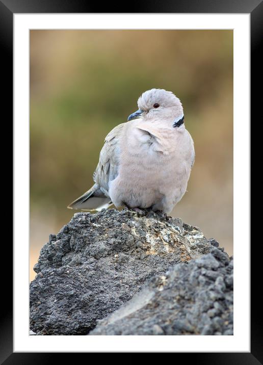 Collared Dove (Streptopelia decaocto)  Framed Mounted Print by chris smith