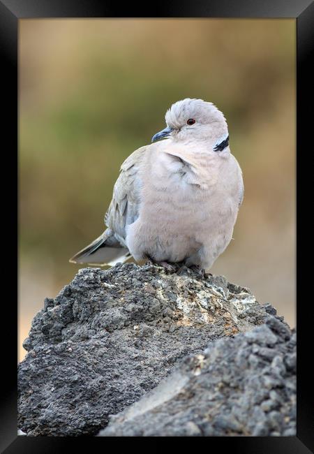 Collared Dove (Streptopelia decaocto)  Framed Print by chris smith