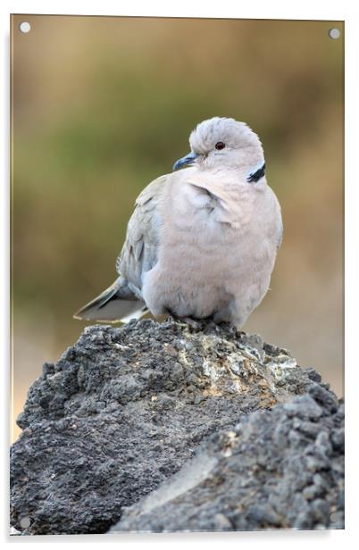 Collared Dove (Streptopelia decaocto)  Acrylic by chris smith