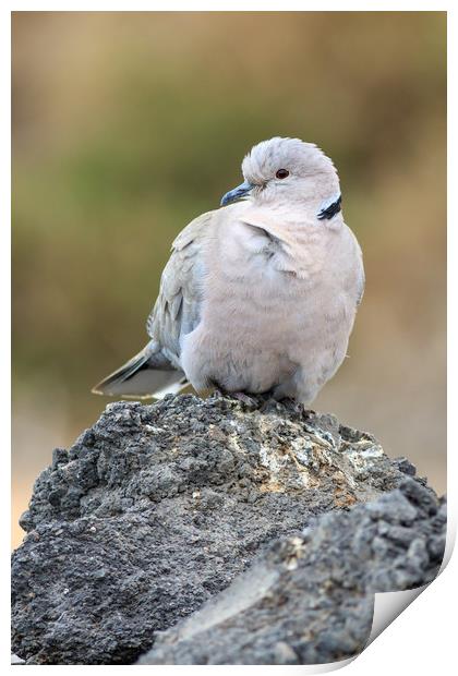 Collared Dove (Streptopelia decaocto)  Print by chris smith