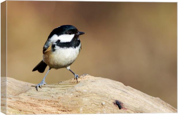 Coal Tit (Periparus ater)   Canvas Print by chris smith