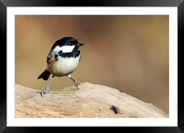 Coal Tit (Periparus ater)   Framed Mounted Print by chris smith