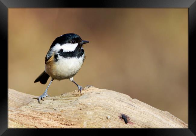 Coal Tit (Periparus ater)   Framed Print by chris smith