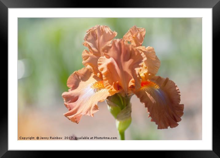 Dodge City Close Up. The Beauty of Irises Framed Mounted Print by Jenny Rainbow