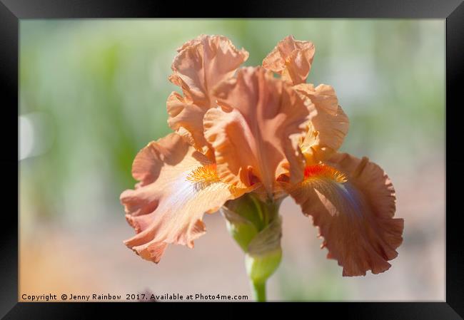 Dodge City Close Up. The Beauty of Irises Framed Print by Jenny Rainbow