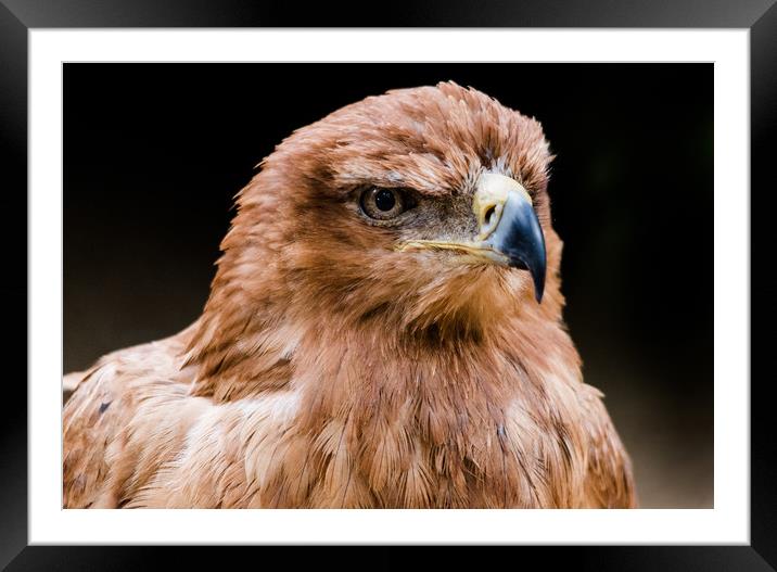 Golden Eagle Framed Mounted Print by Mike Rockey