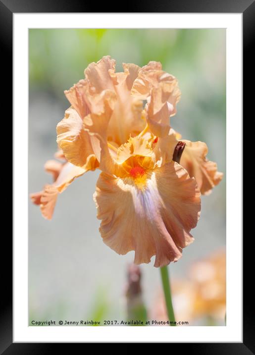 Dodge City. The Beauty of Irises Framed Mounted Print by Jenny Rainbow