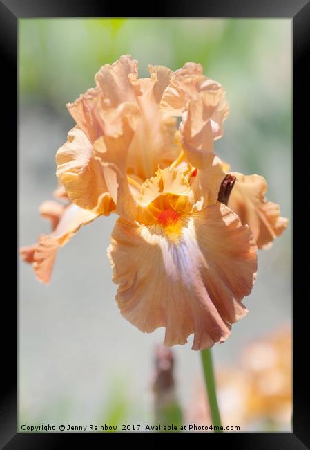 Dodge City. The Beauty of Irises Framed Print by Jenny Rainbow