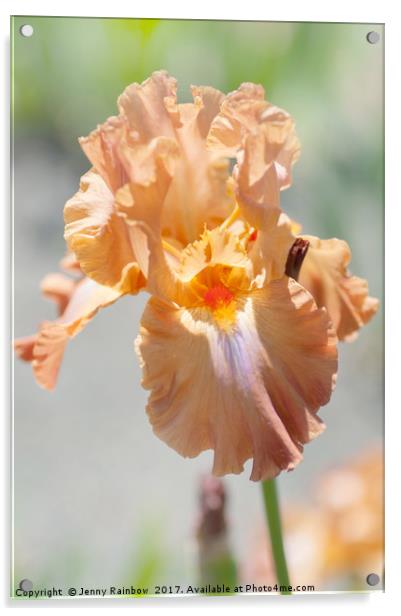 Dodge City. The Beauty of Irises Acrylic by Jenny Rainbow