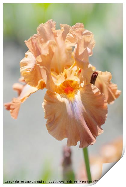 Dodge City. The Beauty of Irises Print by Jenny Rainbow