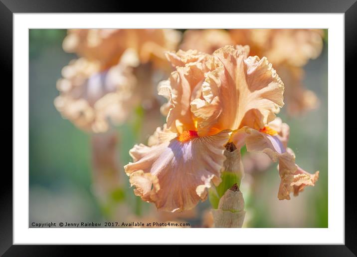 Dodge City 1. The Beauty of Irises Framed Mounted Print by Jenny Rainbow