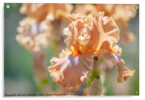 Dodge City 1. The Beauty of Irises Acrylic by Jenny Rainbow