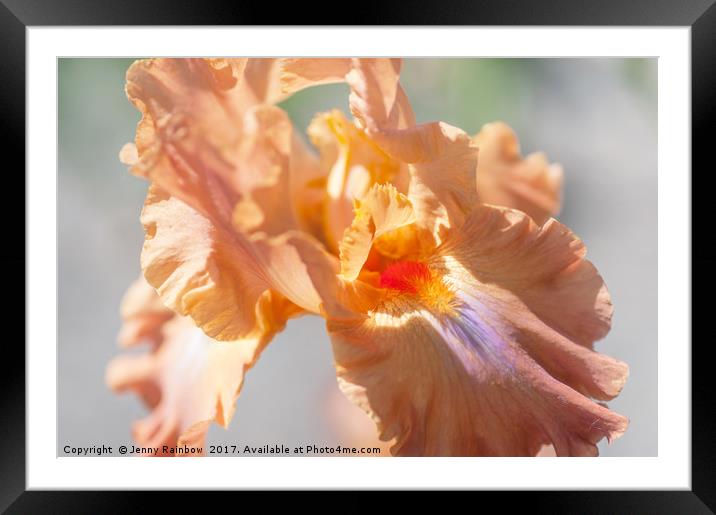 Dodge City Macro. The Beauty of Irises Framed Mounted Print by Jenny Rainbow