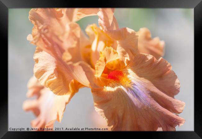 Dodge City Macro. The Beauty of Irises Framed Print by Jenny Rainbow
