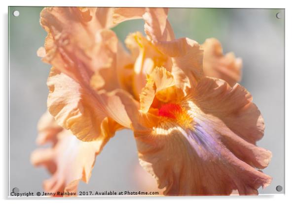 Dodge City Macro. The Beauty of Irises Acrylic by Jenny Rainbow