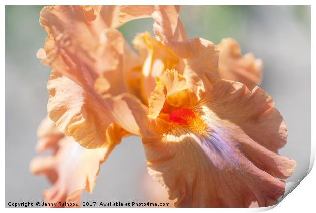 Dodge City Macro. The Beauty of Irises Print by Jenny Rainbow