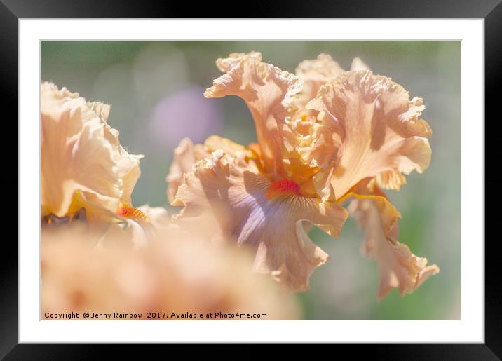Dodge City 2. The Beauty of Irises Framed Mounted Print by Jenny Rainbow
