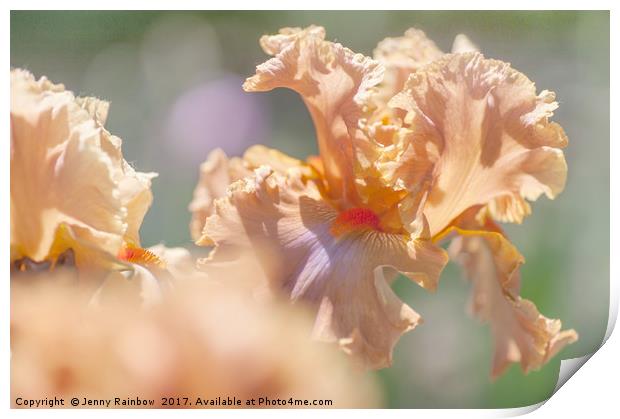 Dodge City 2. The Beauty of Irises Print by Jenny Rainbow