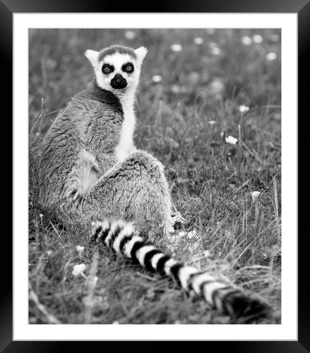 Ring Tailed Lemur Framed Mounted Print by Mike Rockey