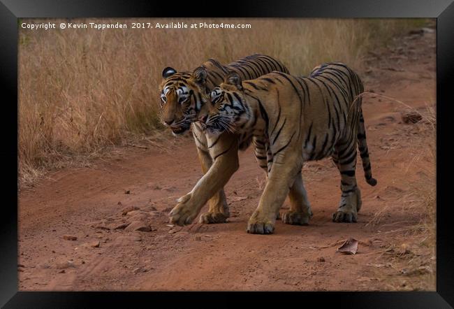 Tigers Tadoba Framed Print by Kevin Tappenden