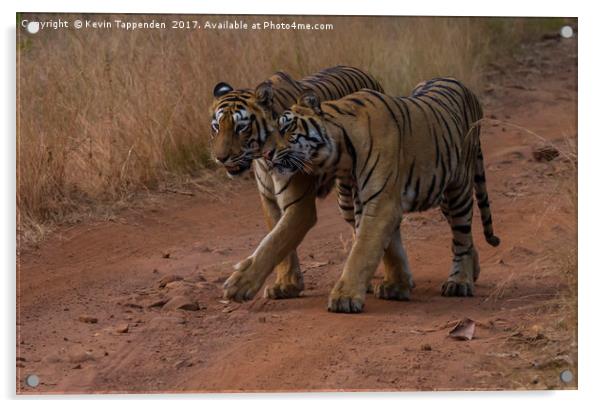 Tigers Tadoba Acrylic by Kevin Tappenden