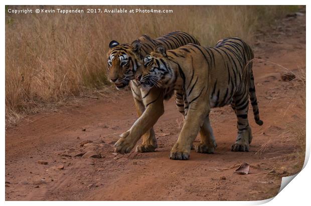 Tigers Tadoba Print by Kevin Tappenden