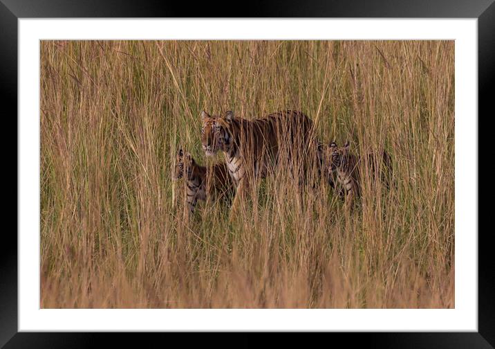 Sona and cubs Framed Mounted Print by Kevin Tappenden