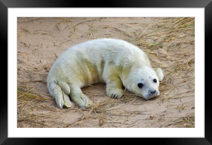 Seal Pup Framed Mounted Print by Darren Burroughs