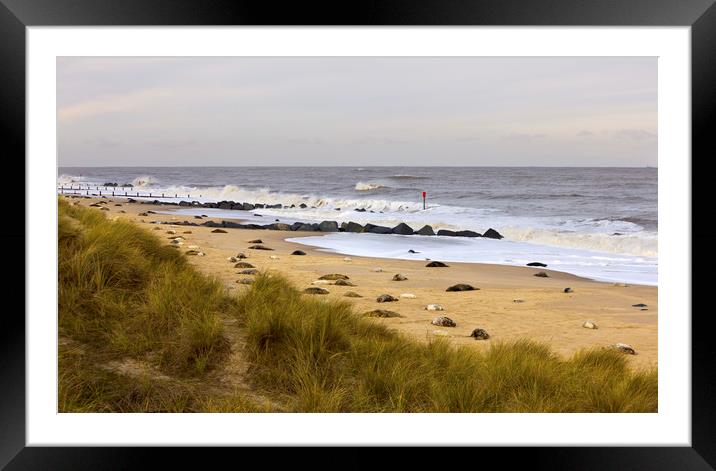 Seals with Pups on Winterton Beach Framed Mounted Print by Darren Burroughs