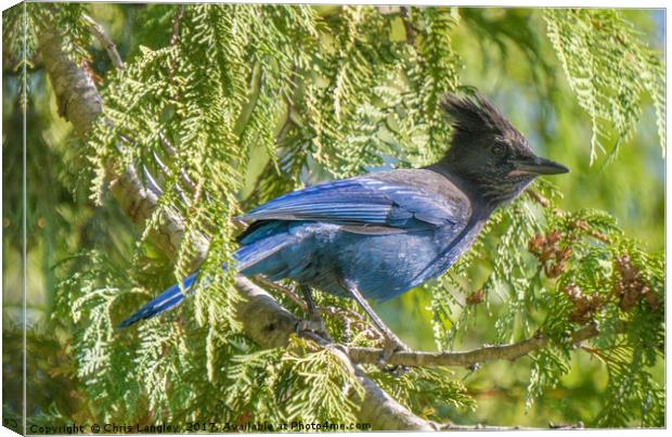 Stellar's Jay or Bluejay Canvas Print by Chris Langley