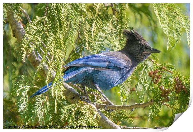 Stellar's Jay or Bluejay Print by Chris Langley