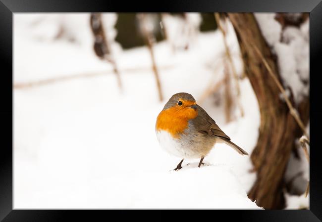 A robin sat in thick snow Framed Print by Tom Radford